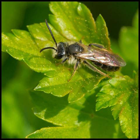 Mining Bee