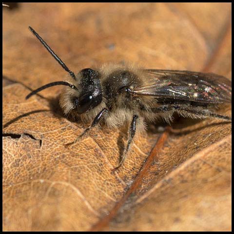 Mining Bee