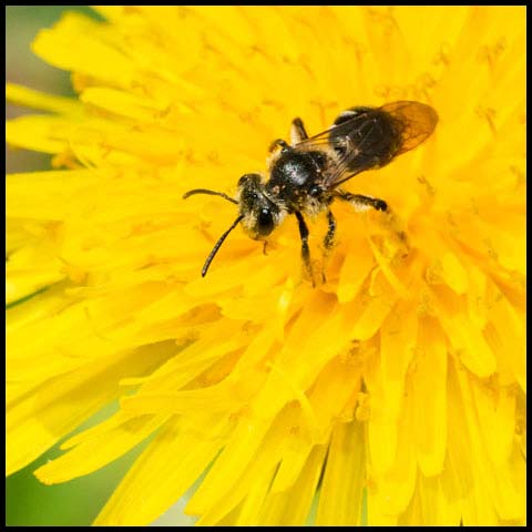 Mining Bee