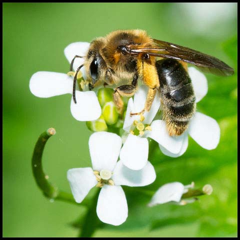 Mining Bee