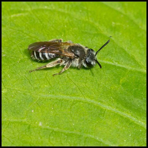 Mining Bee