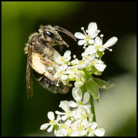 Mining Bee