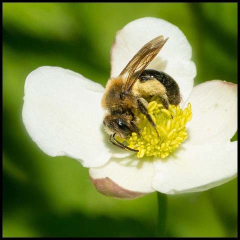 Mining Bee