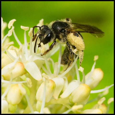 Mining Bee