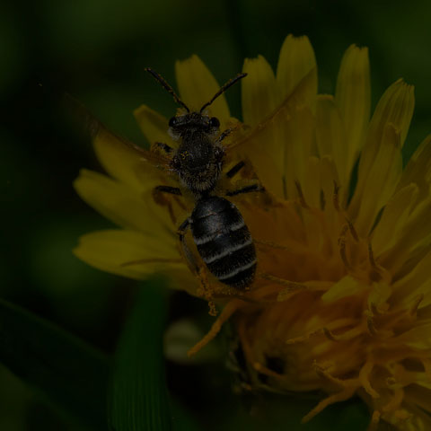 Nason's Mining Bee
