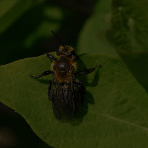 Neighborly Mining Bee