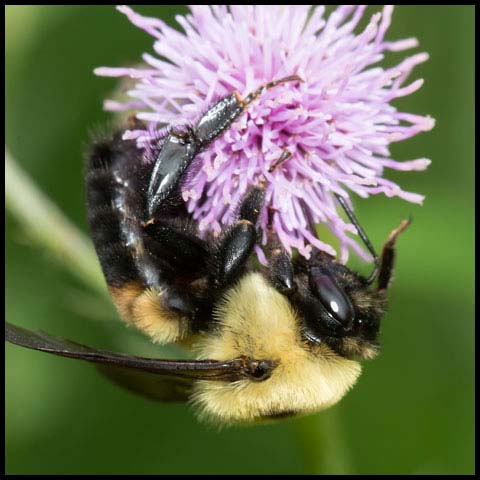 Brown-belted Bumble Bee