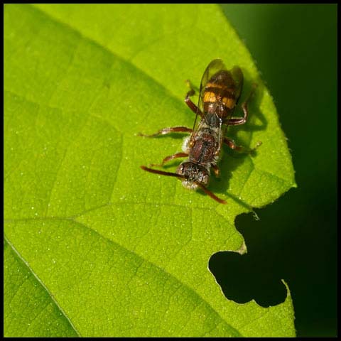 Nomad Bee