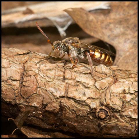 Nomad Bee