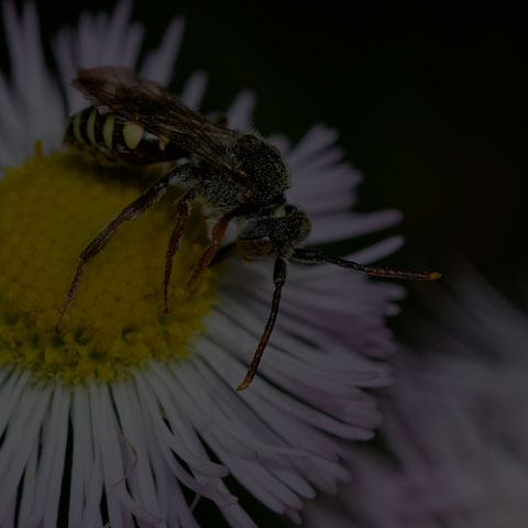 Nomad Bee