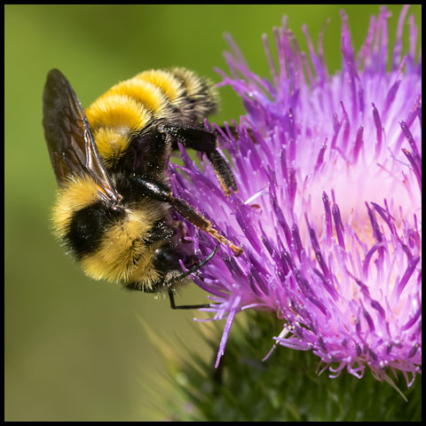 Northern Amber Bumble Bee