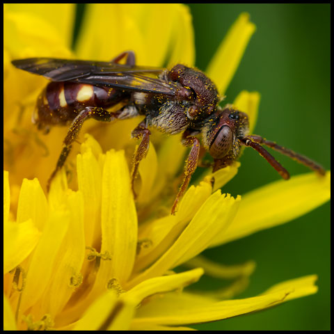 Spotted Nomad Bee