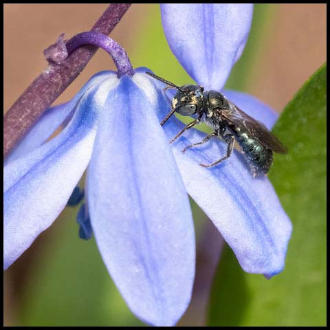 Spurred Ceratina