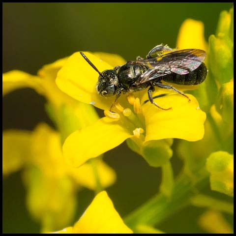 Spurred Ceratina