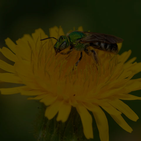 Bicolored Striped Sweat Bee