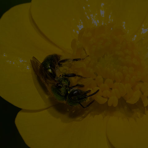 Golden Sweat Bee