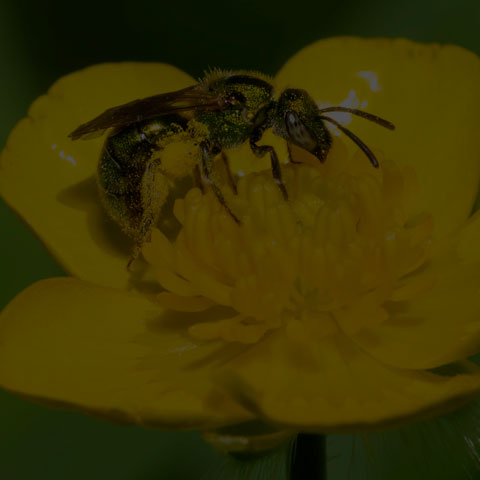 Golden Sweat Bee