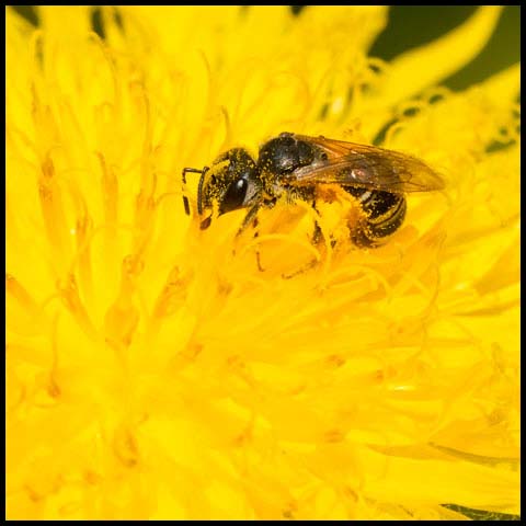 Ligated Furrow Bee