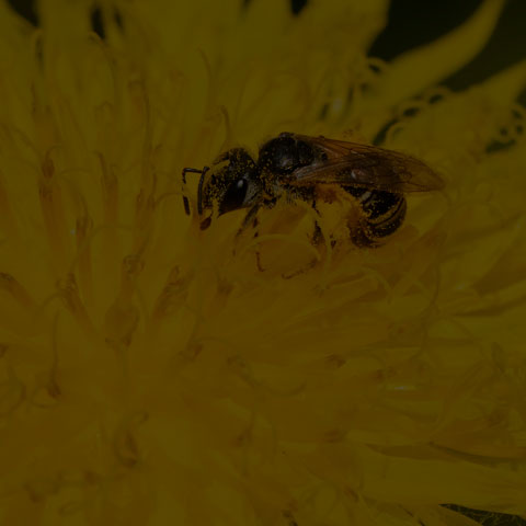 Ligated Furrow Bee