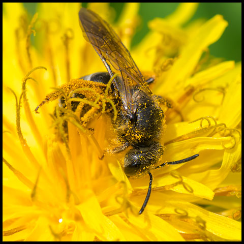 Orange-legged Furrow Bee