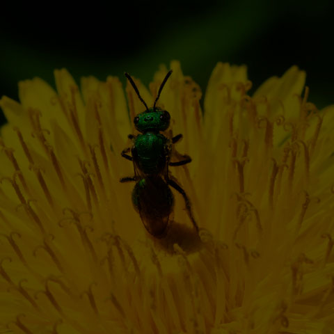 Pure Green Sweat Bee