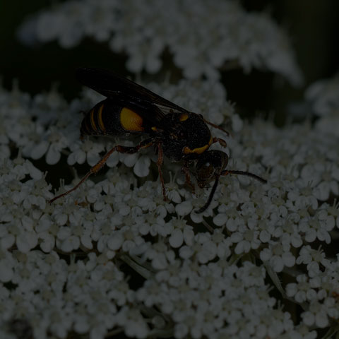 Devious Sand Wasp