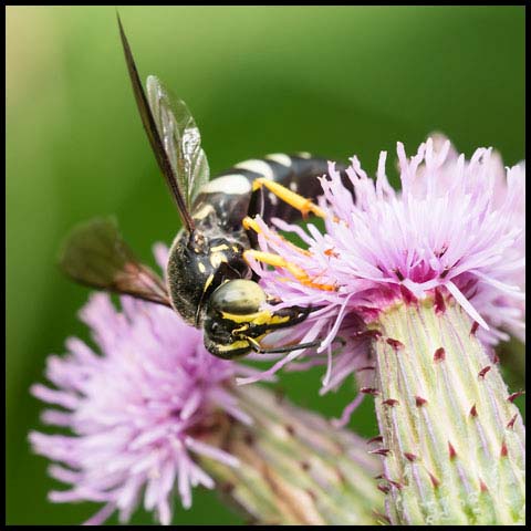 Four-banded Stink Bug Wasp