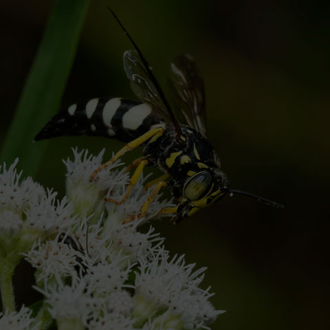 Four-banded Stink Bug Wasp