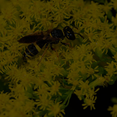 Hump-backed Beewolf