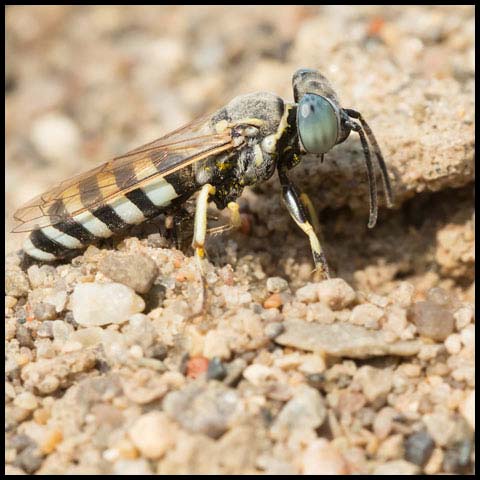 One-toothed Sand Wasp