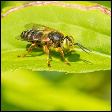 Sand-loving Wasp