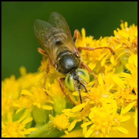 Sand-loving Wasp