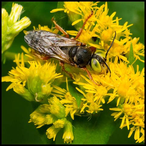 Sand-loving Wasp