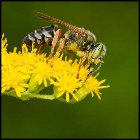 Sand-loving Wasp