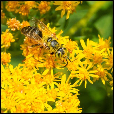 Sand-loving Wasp