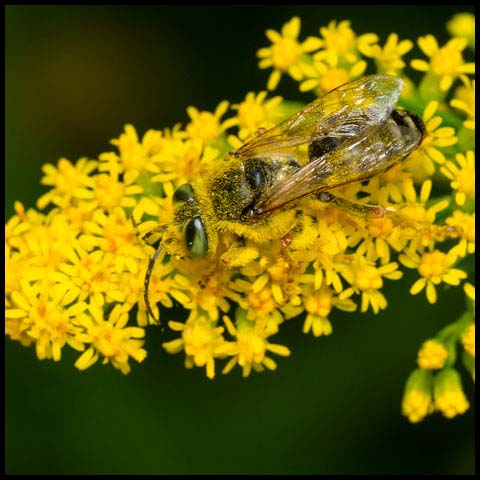 Sand-loving Wasp