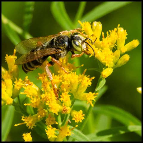 Sand-loving Wasp