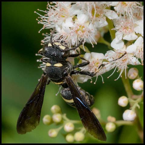 Smoky-winged Beetle Bandit