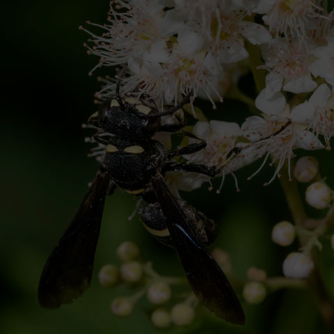 Smoky-winged Beetle Bandit