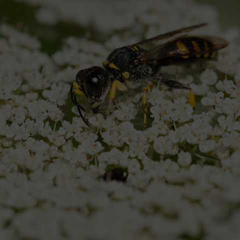 Spotted Square-headed Wasp