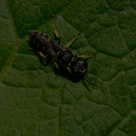 Stony Square-headed Wasp