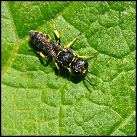 Stony Square-headed Wasp