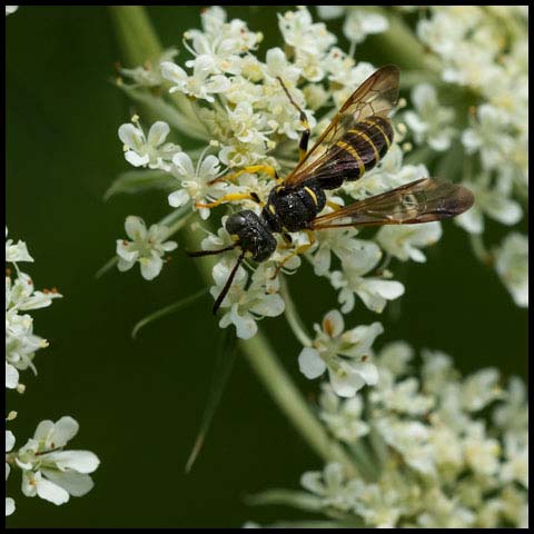 Weevil Wasp