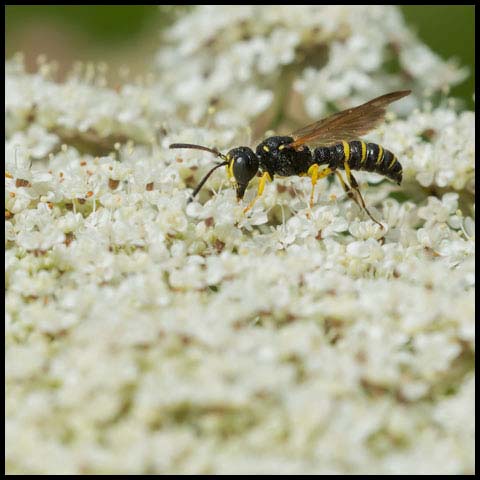 Weevil Wasp