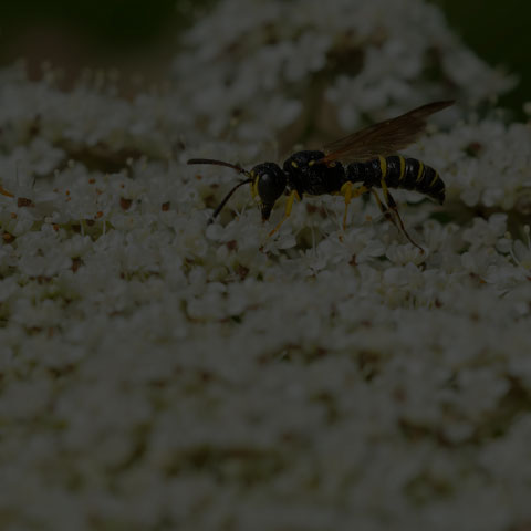 Weevil Wasp