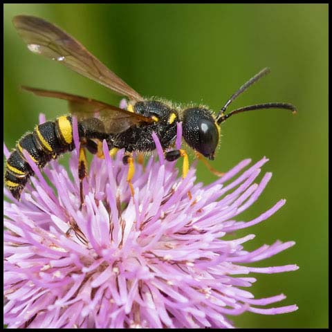 Weevil Wasp