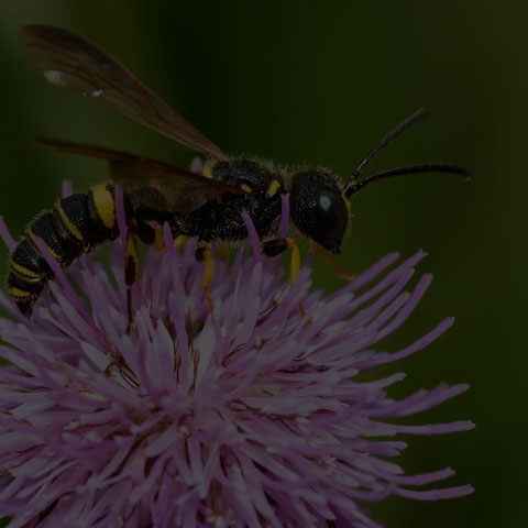 Weevil Wasp