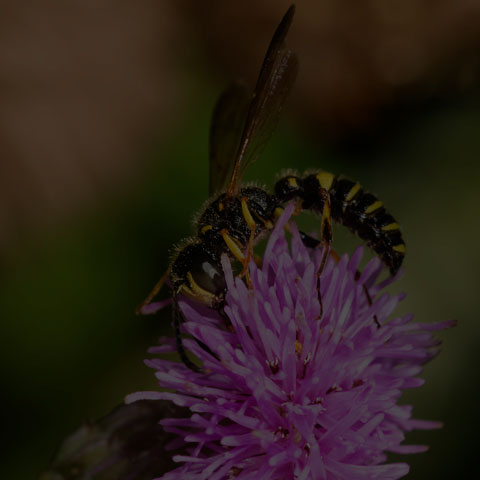 Weevil Wasp