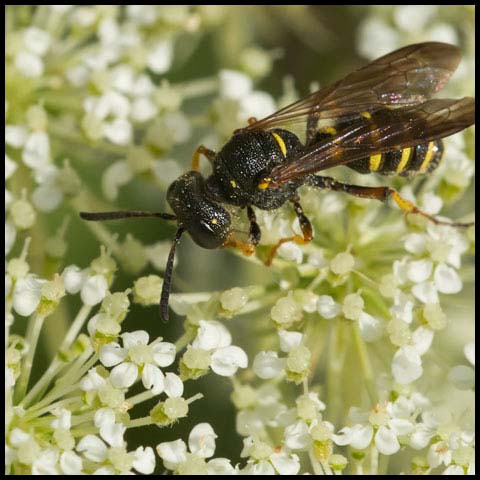 Weevil Wasp