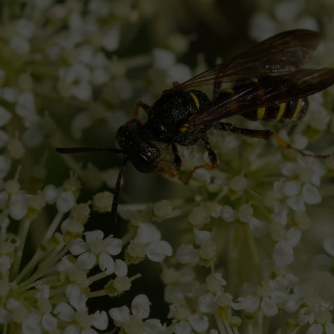 Weevil Wasp